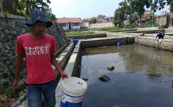 UPTD Balai Benih Ikan Air Tawar Kembangkan Budidaya Ikan Hias