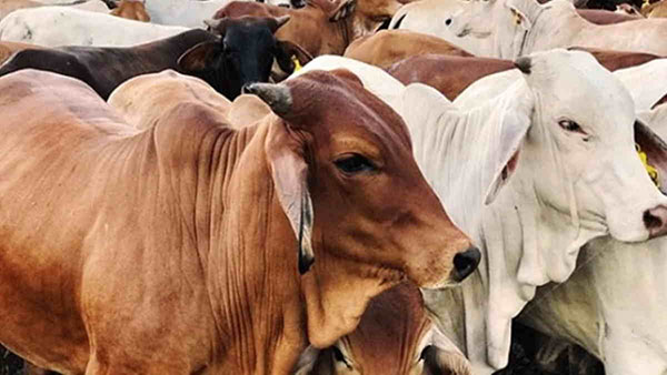 Dispantan Kota Cimahi Sasar 2.800 Ekor Periksa Kesehana Hewan Qurban