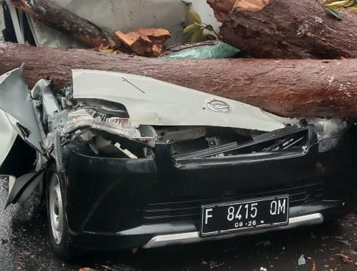 Sehari Terjadi Pohon Tumbang, Makan Korban Meninggal Dunia