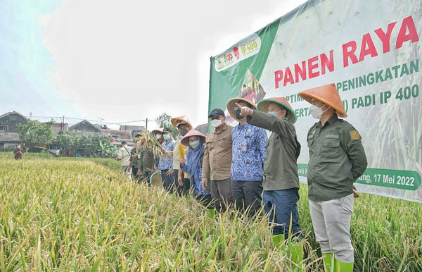 Panen Raya, Momentum Positif Ketahanan Pangan Kota Bandung
