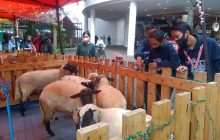 Unik! Pameran Hewan di Tengah Area Terbuka Mal