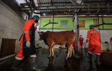 Tetap Nikmat Santap Daging Kurban Tanpa Khawatir Kolesterol
