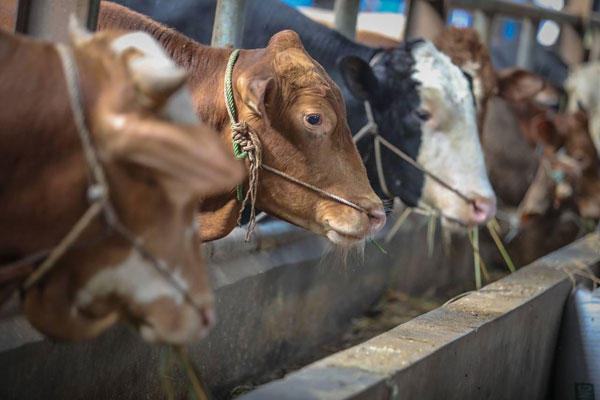 Pemkot Bandung Sebarkan 100 Ekor Kambing dan 45 Ekor Sapi Kurban
