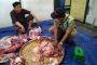 Peroleh Manfaar Hewan Kurban, Pemkot Tebar 45 Sapi 100 Domba