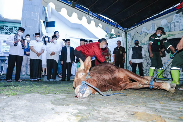 Peroleh Manfaar Hewan Kurban, Pemkot Tebar 45 Sapi 100 Domba