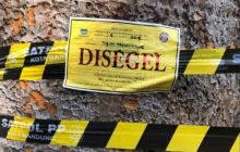 Kantongi Rp. 80 Juta, Diduga Oknum Petugas DPKP Tebang Pohon Tanpa Syarat