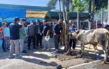 PT. TKG Taekwang Indonesia, Kembali Salurkan 17 Ekor Hewan Kurban