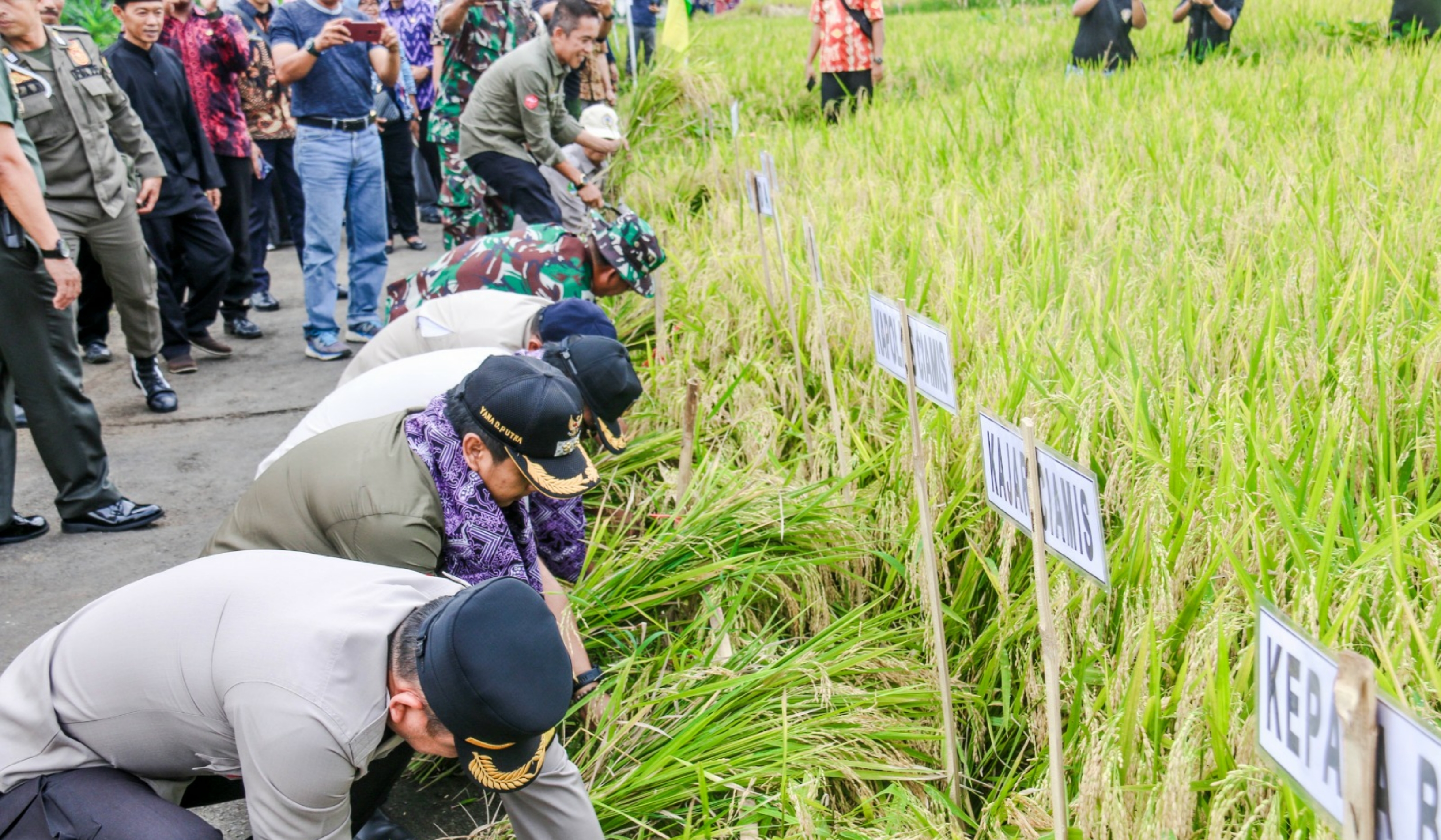 Bupati Ciamis: Apresiasi Petani di Lumbung Bisa Panen Meski Musim Kemarau