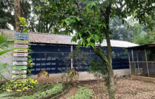 Panen Kasgot, Hasil Budidaya Warga Sukamiskin Menuai Hasil