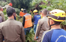 Pohon Besar Tumbang di Subang, Telan Korban Jiwa dan Oramg Luka Luka
