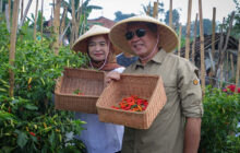 Gertam Parti Kota Cimahi, Hasilkan Panen Cabai Berkulitas