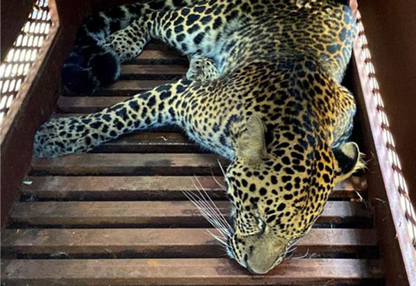 Tim Gabungan Berhasil Evakuasi Macan Tutul Liar Masuk Hotel di Bandung