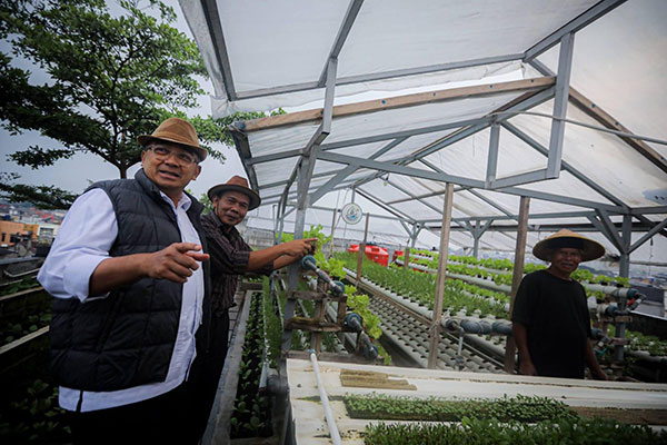 Bertani di Atap Rumah, Urban Farming RW 7 Suka Asih Hasilkan Jutaan Rupiah