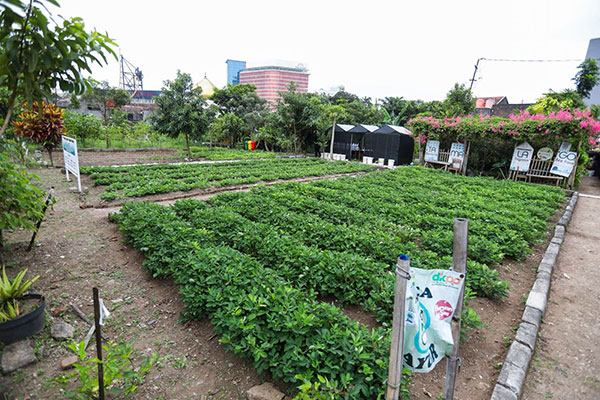 Kolaborasi 13 RW, KTM Cibangkong Jadi Percontohan Pertanian Perkotaan di Bandung
