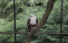 Farhan Ungkap Kebun Binatang Belum Bisa Beroperasi Saat Masa Libur Lebaran