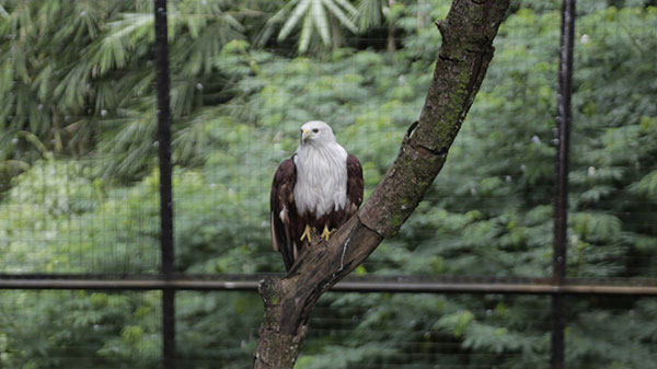 Farhan Ungkap Kebun Binatang Belum Bisa Beroperasi Saat Masa Libur Lebaran