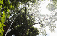 Pemkot Bandung Dukung Kebijakan Larangan Penebangan Pohon di Jalan Provinsi