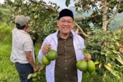 Lima Tahun Menanti, Petani Batulawang Akhirnya Rasakan Hasil Panen Alpukat