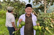 Lima Tahun Menanti, Petani Batulawang Akhirnya Rasakan Hasil Panen Alpukat