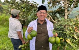 Lima Tahun Menanti, Petani Batulawang Akhirnya Rasakan Hasil Panen Alpukat